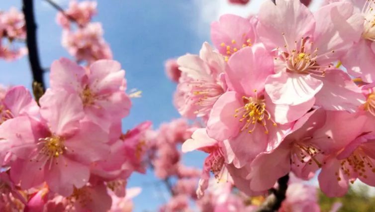 上海新年值得去的地方,春节被挤爆了的九个景点
