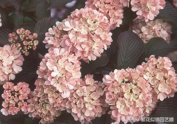 紫色长的像绣球一样的花,像蝴蝶一样的绣球