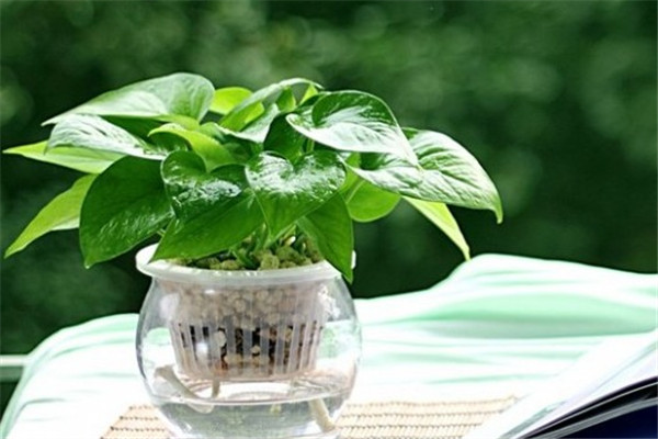 绿萝长高了怎么摆放,绿萝长高了中间的棍子短了怎么办