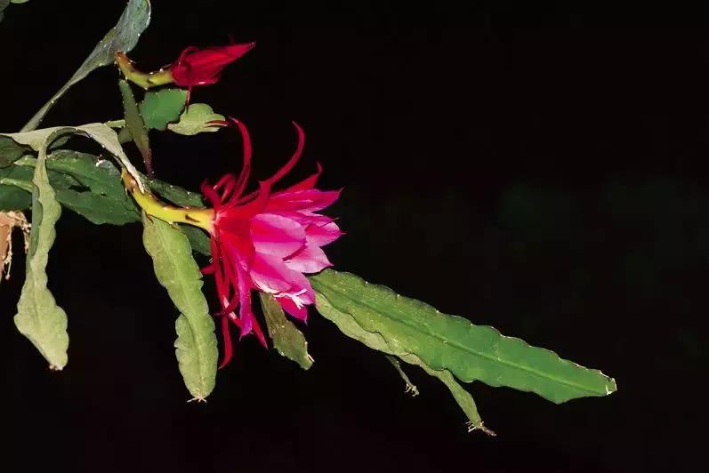 高大的令箭荷花开花是什么样子,远看像荷花