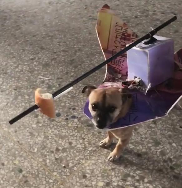 逗狗神器,逗狗神器自动发射