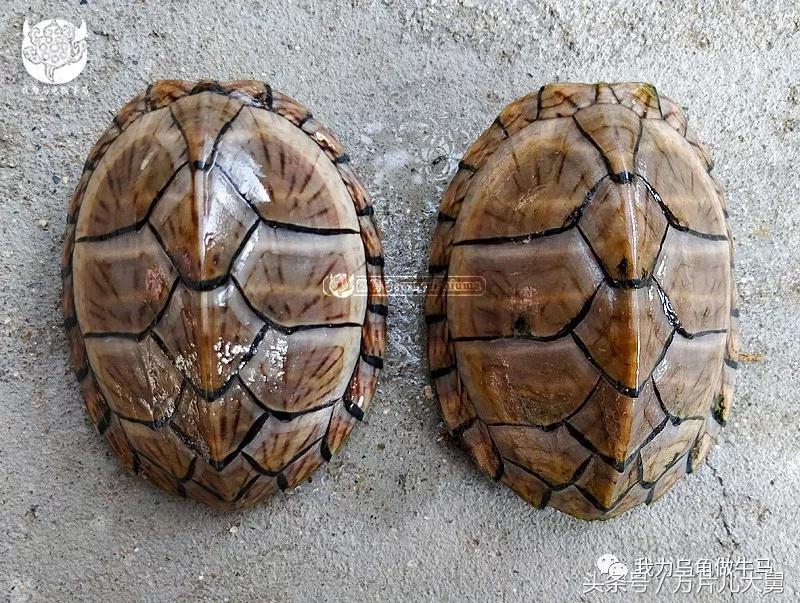 美文欣赏—头有斑、壳有纹、不加温、体型小，还不贵，它就是剃刀