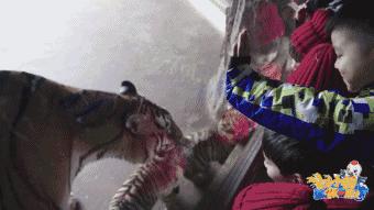 齐齐哈尔“我与小鹤做朋友”|来自全世界孩子的笑脸，点燃鹤城的冬天