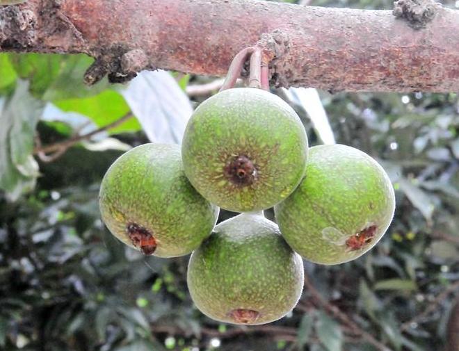 野生奇异果种植技术,四川野果100种大全