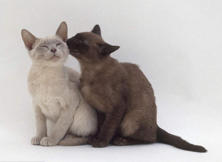 喵星人的3种类型,喵星人类型对照表