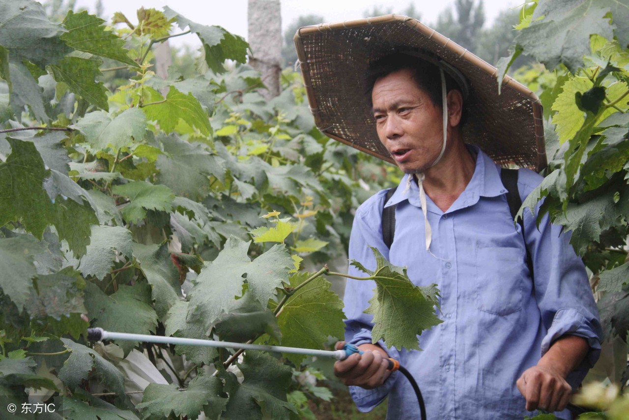 果树药害口诀及解决方法,果树药害的原因和治疗方法