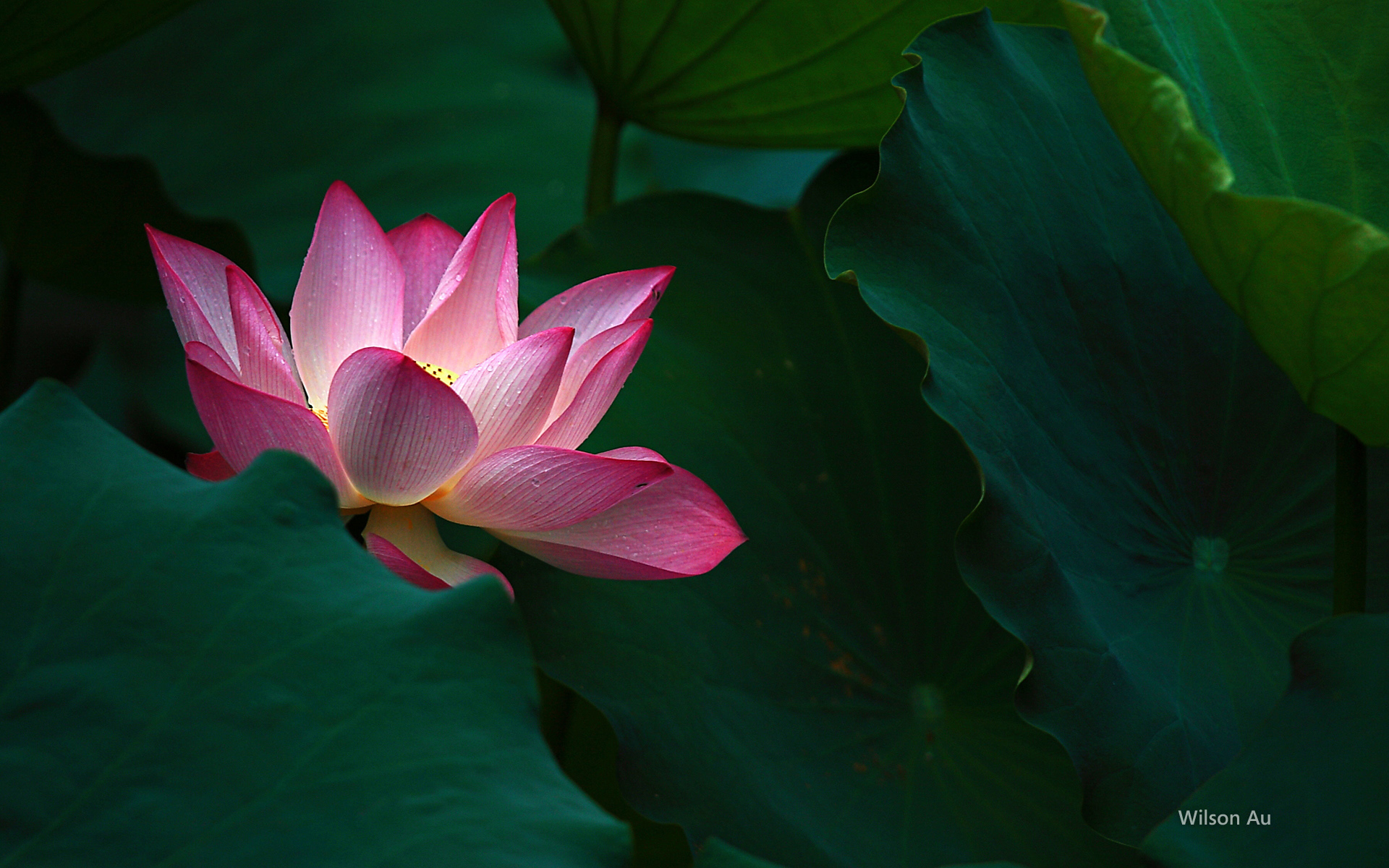 windows7如何制作一组图片,win7主题背景图