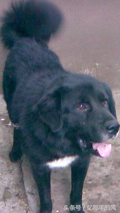 中华田园犬黑子,黑子中华田园犬