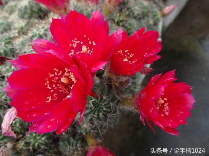 朱丽球，一款适合懒癌又容易开花爆盆仙人球