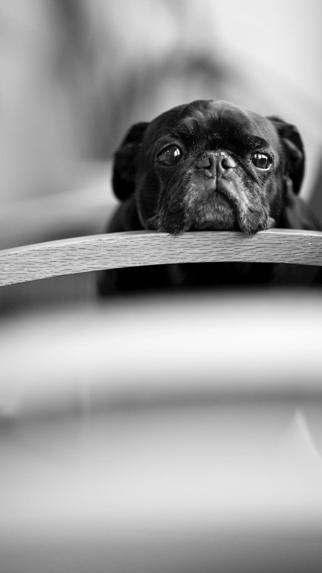 精选手机壁纸,纯粹的幸福意境黑白灰手机壁纸