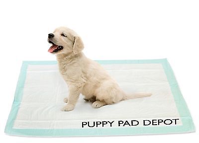 如何在围栏里训练狗狗定点大小便,狗狗随地小便怎么训练喝水