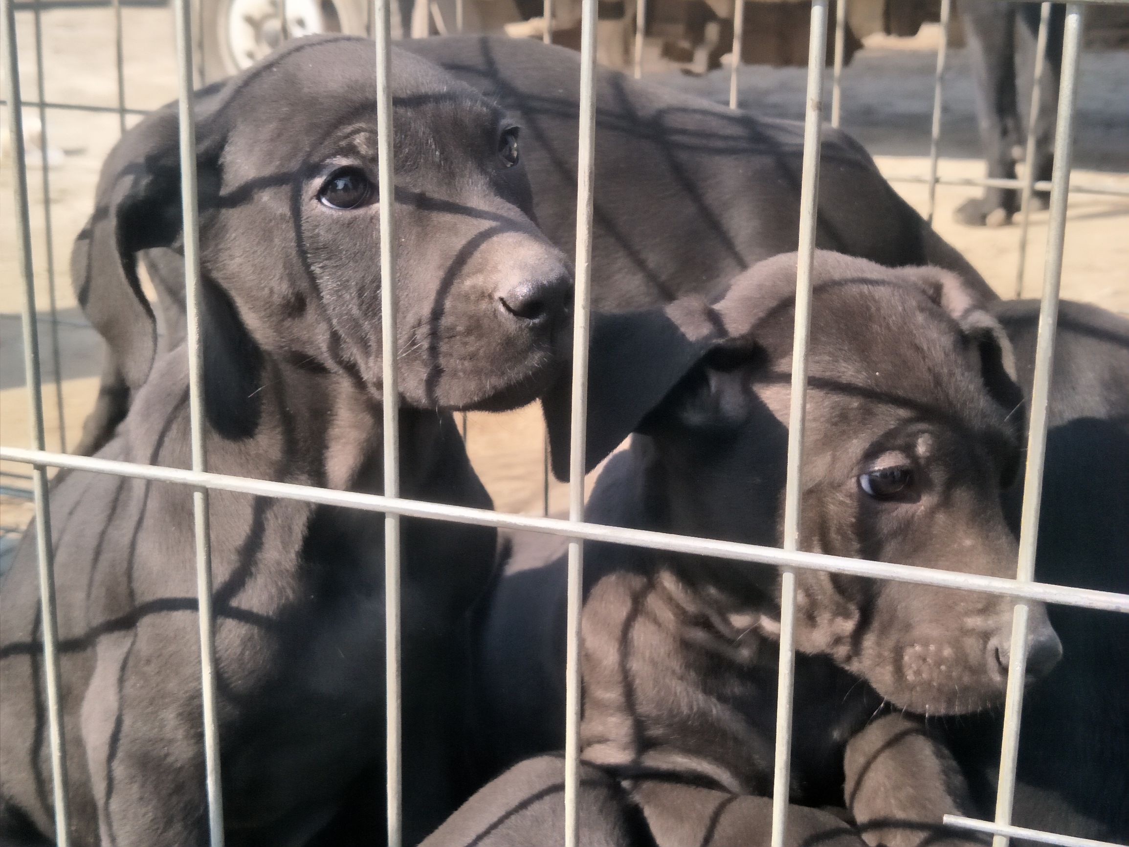 黑狼犬护食吗,黑狼犬看家护院好吗