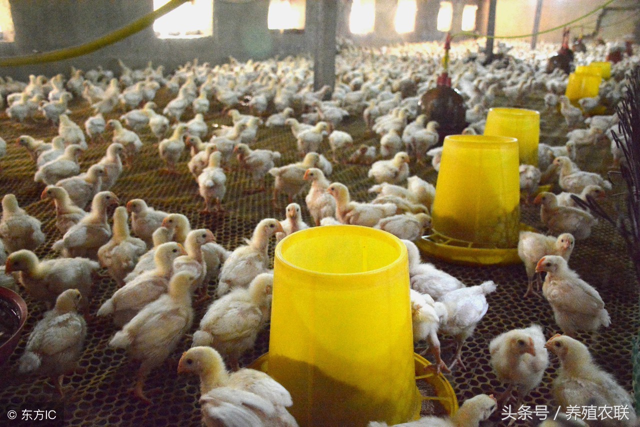 肉鸡养殖场的冬季管理,肉鸡养殖与管理