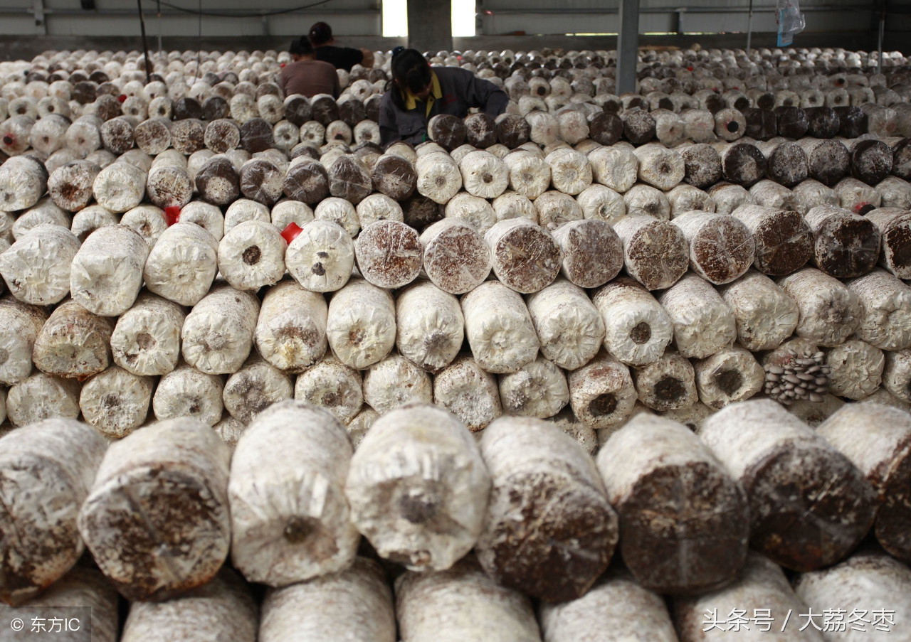 平菇种植最近新技术视频,各种平菇种植技术