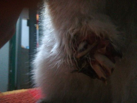 猫咪贪玩彻夜未归，主人深夜寻找，开门的那一刻忍不住哭了！