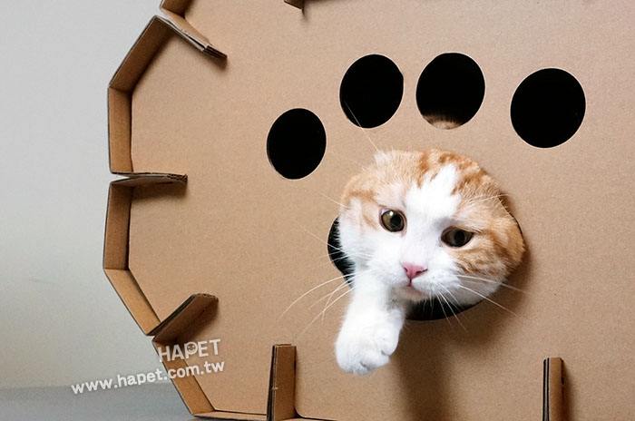 萌宠指南新手养猫,大宠爱铲屎官启蒙之新手养猫指南