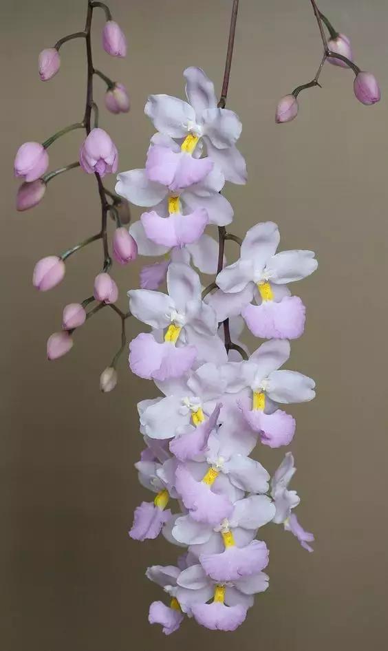 精品兰花欣赏一花一草一世界,100种最美兰花大饱眼福邀君共赏