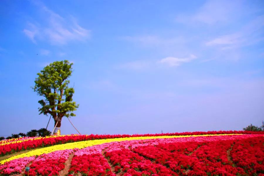 上海新年值得去的地方,春节被挤爆了的九个景点