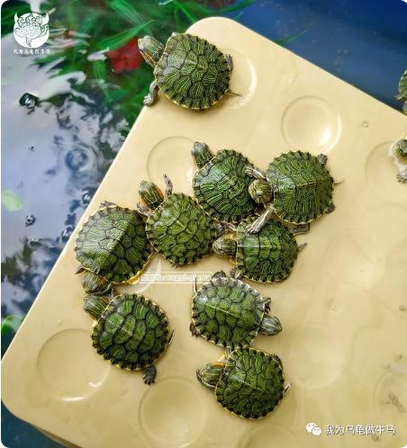 这龟白送你都不要,这篇阅读量要仆街