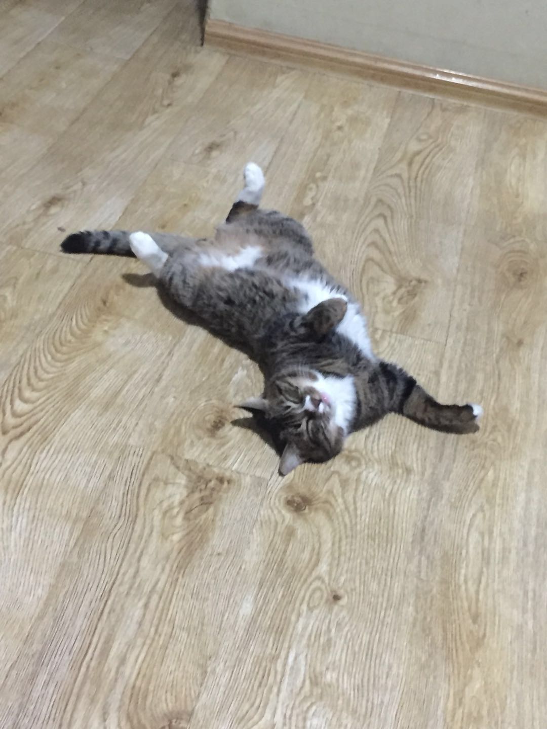 如何确定自家的猫主子到了求偶期?怎么应对?