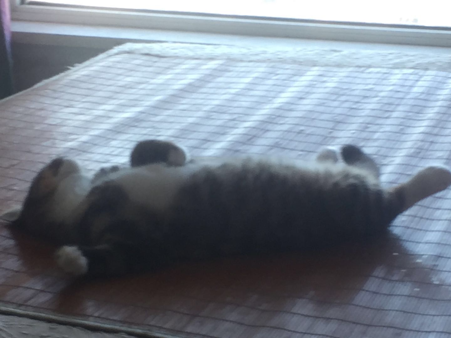 如何确定自家的猫主子到了求偶期?怎么应对?