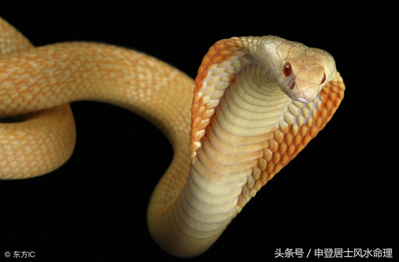 属蛇能和属蛇结婚吗,属蛇和属蛇的会结婚吗