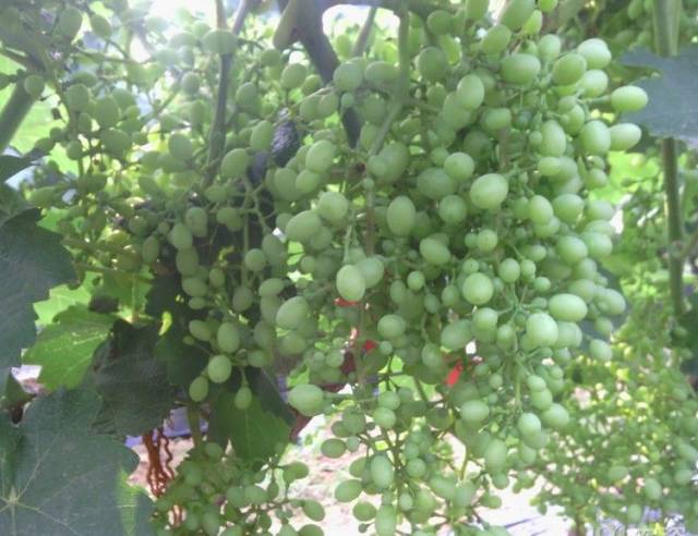 葡萄大小粒的原因和解决方法,葡萄大小粒如何处理