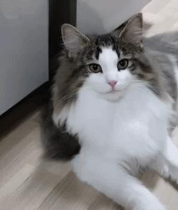 最会撩的挪威森林猫,高贵优雅灵动自然挪威森林猫