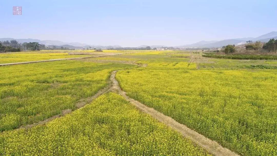 佛山南海赏油菜花,佛山南海油菜花田旅游景点