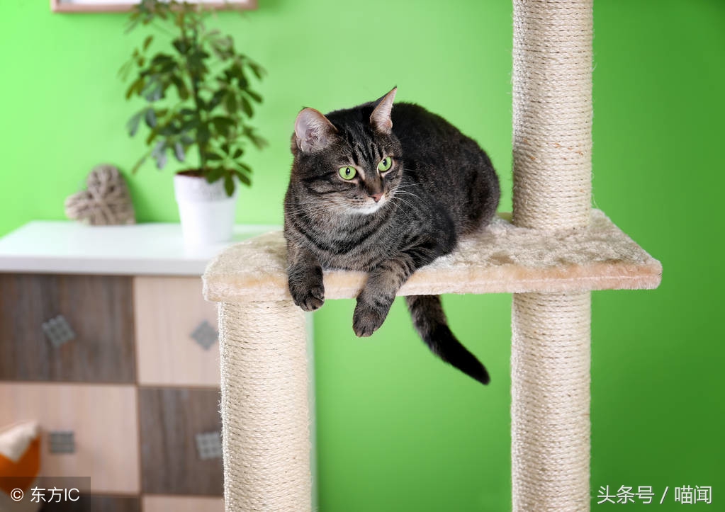 猫咪独自在家时需要注意些什么,长时间出门猫咪到底要不要寄养