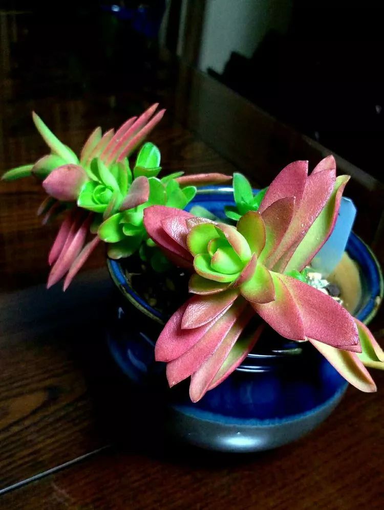 做足了功课养多肉,不用操心就能养好的多肉