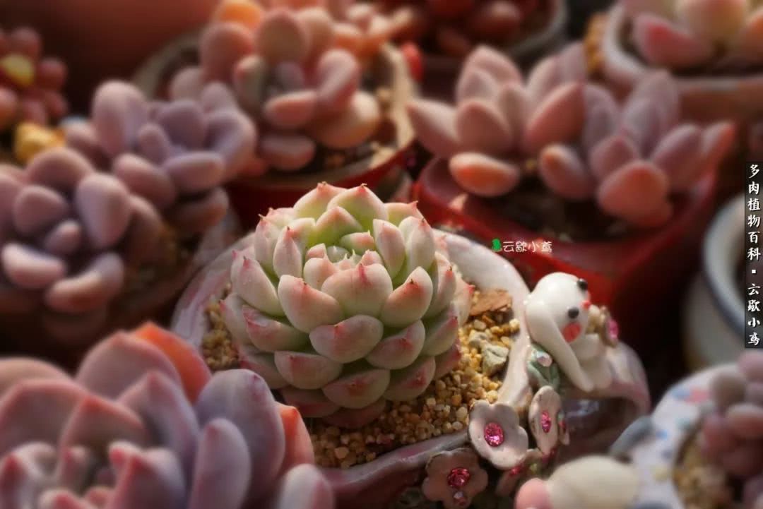 不负人间风月,不负人间风月创作的原声