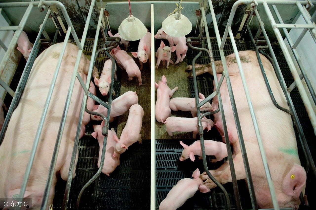 母猪难产用手掏后打什么针最好,母猪难产时掏猪正确手法视频