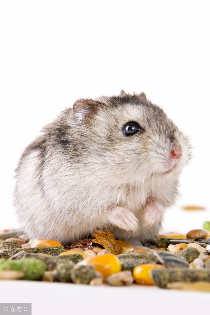 如何让两只仓鼠合笼而且不打架,为什么别人家的仓鼠能合笼