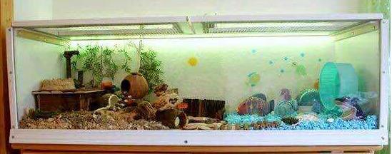 怎样仓鼠才会不咬笼鼠的手,怎样防止仓鼠咬笼子的底盆