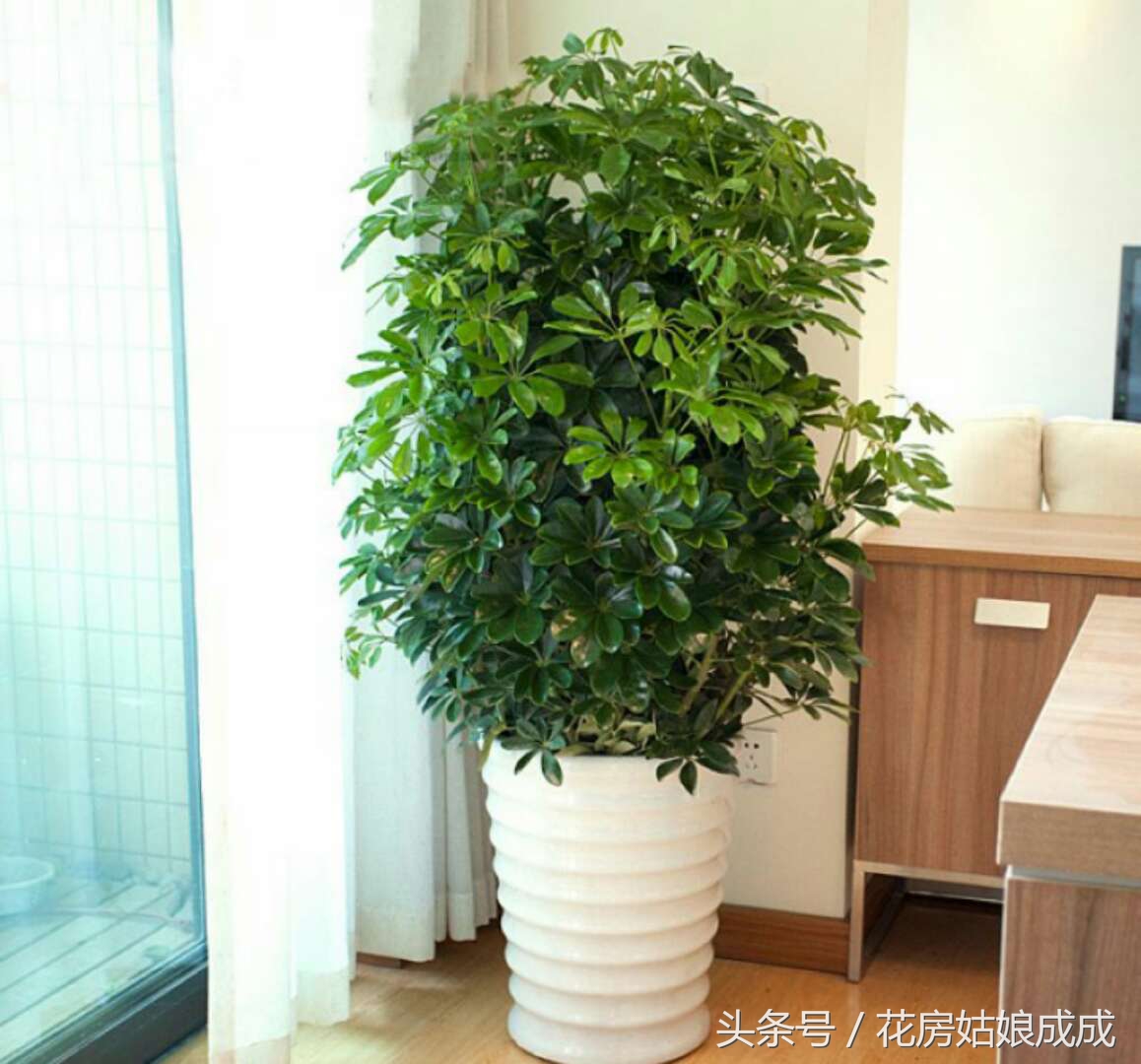 鸭掌木怎么养枝繁叶茂告别黄叶,招财树鸭掌木黄叶怎么回事