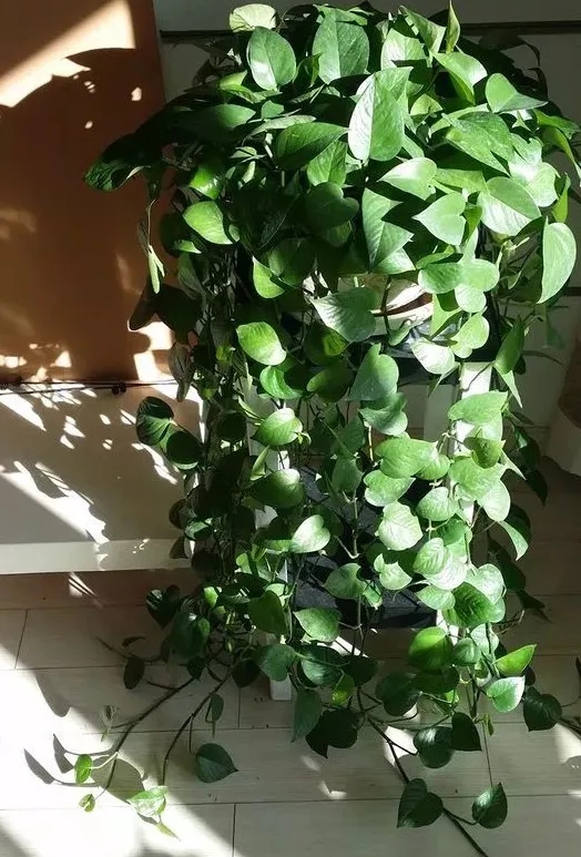 怎么让绿萝快速爬弯,怎么样才能让绿萝长的快又爬墙