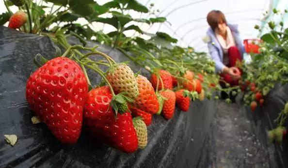 武汉比较靠谱的摘草莓基地,武汉市黄陂区摘草莓地方