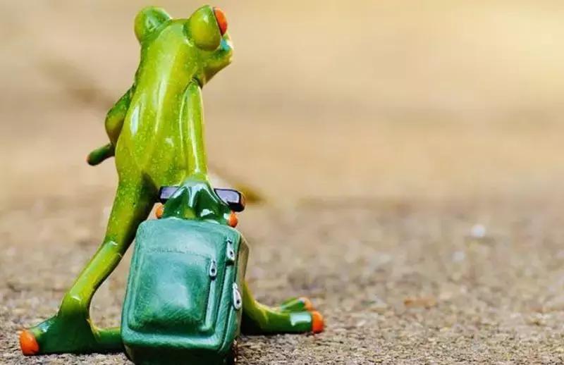 养蛙的成功经历,养蛙的感受和体验