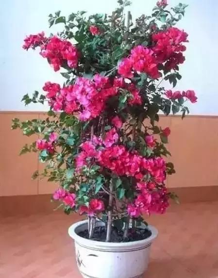 家养绿植花卉施什么肥,花卉绿植养殖方法测评