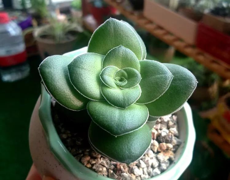 做足了功课养多肉,不用操心就能养好的多肉