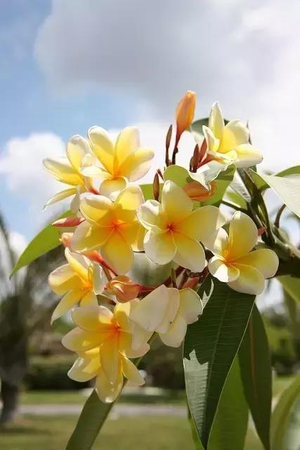 100种常年开花的植物,适合在家一年四季开花的植物