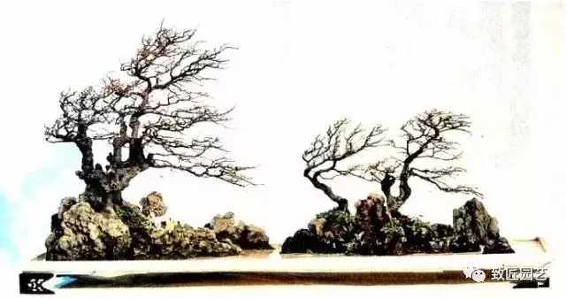 盆景欣赏难得一见的绝美盆景艺术,风萧萧兮易水寒草书
