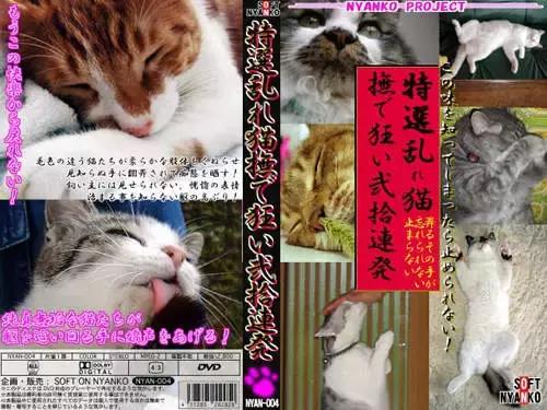 猫片大全及价格表,猫片是什么意思