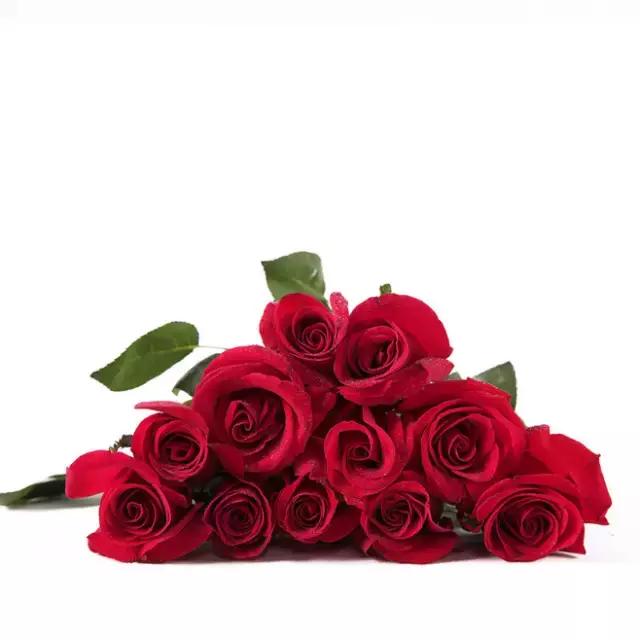 100种常年开花的植物,适合在家一年四季开花的植物