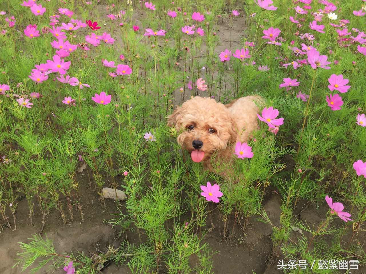 我的巧克力在哪里用英语怎么说,我的巧克力原版