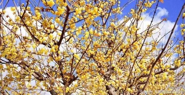 大连英歌石植物园赏花时间表,2022常州公园赏花时间表