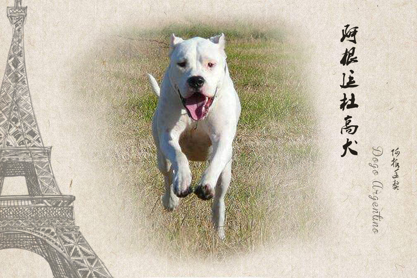 来自世界各地的狗,来自各国的国犬