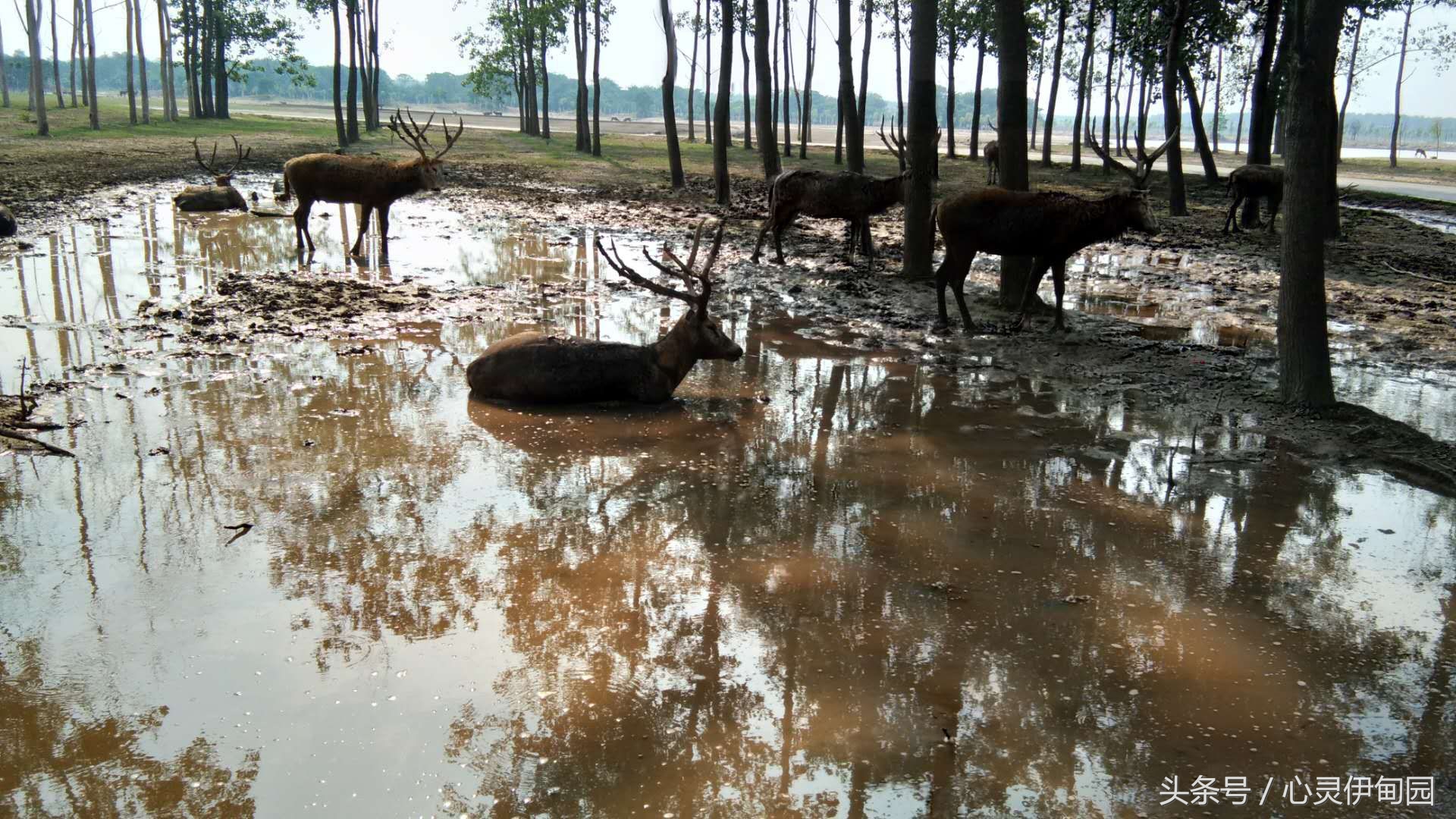 中华麋鹿园,中华麋鹿基地