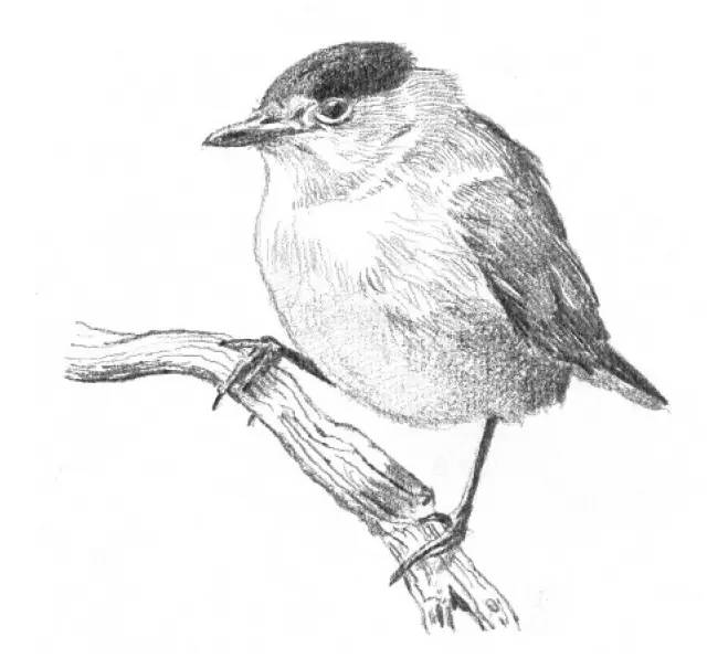 素描入门零基础教程动漫人物,素描入门零基础教程排线握笔